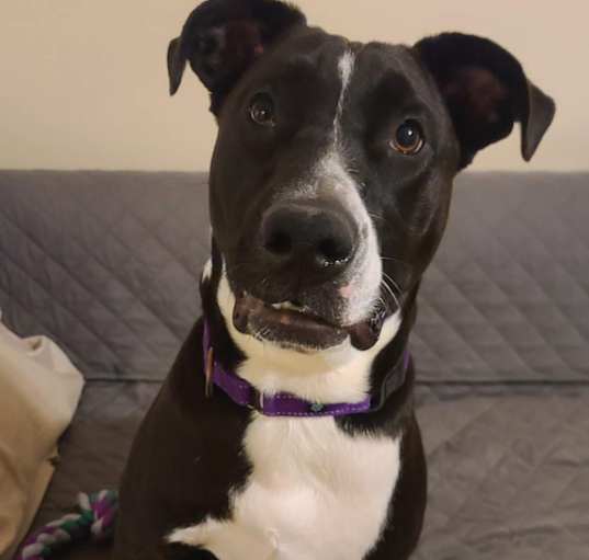 Photo of Jelly Bean