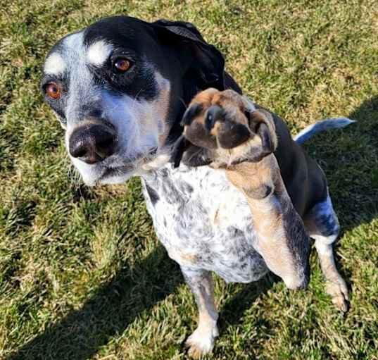 Photo of Boomer 26337