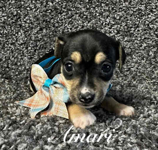 Photo of Amari - ADOPTION IN PROCESS