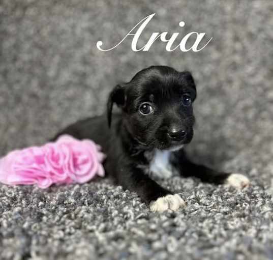 Photo of Aria - ADOPTION IN PROCESS