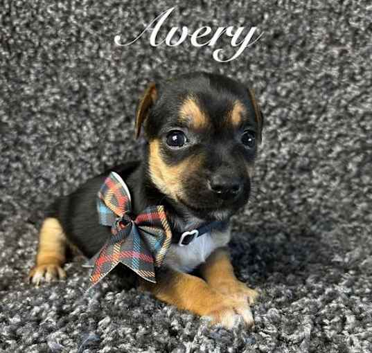 Photo of Avery - ADOPTION IN PROCESS