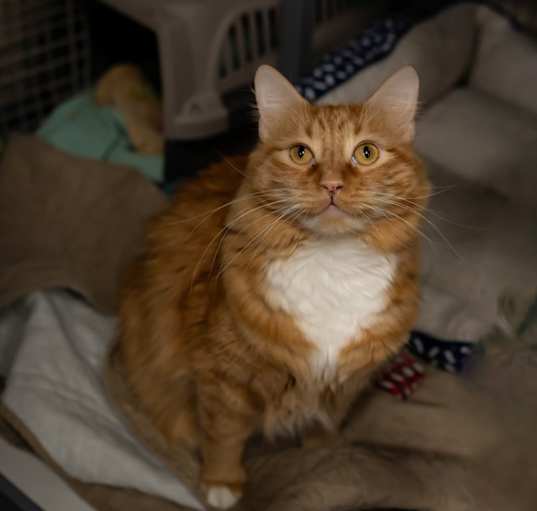 Photo of Bolero