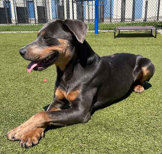 Photo of Roscoe