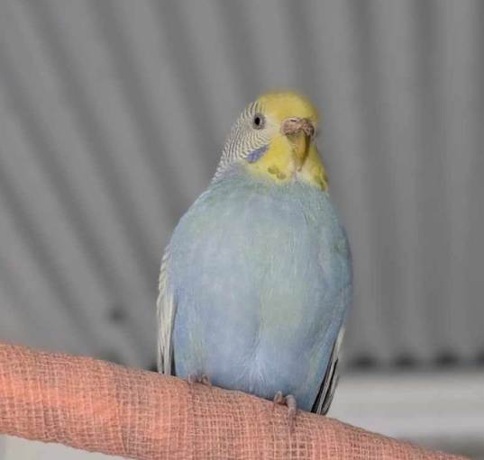 Photo of Cosmo