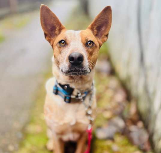 Photo of Maple