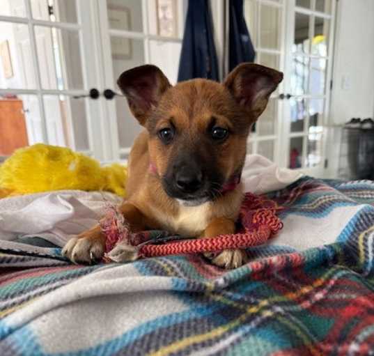 Photo of Ginger