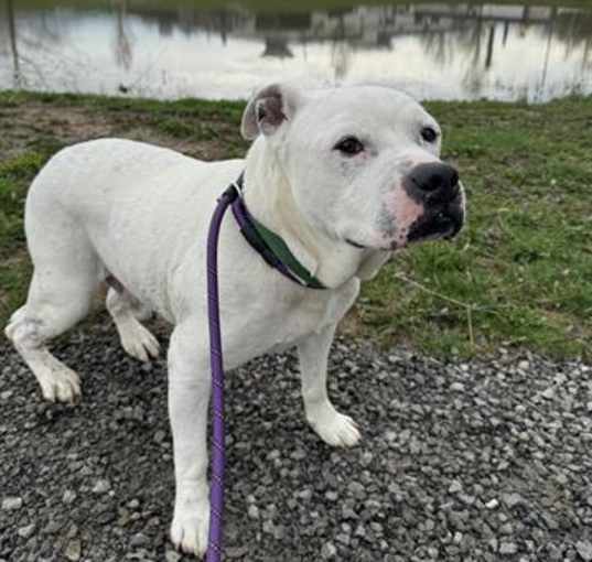 Photo of CAPONE