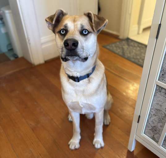Photo of Taz