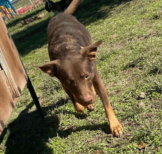 Photo of Coco
