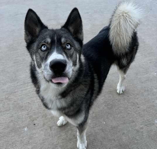 Photo of Chico