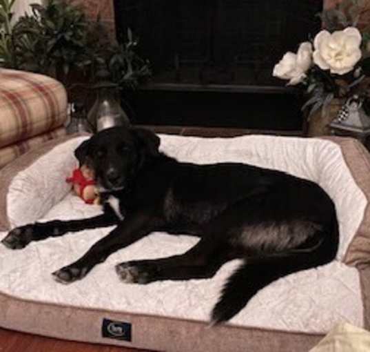 Photo of Riley