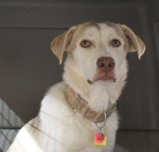 Photo of Bella