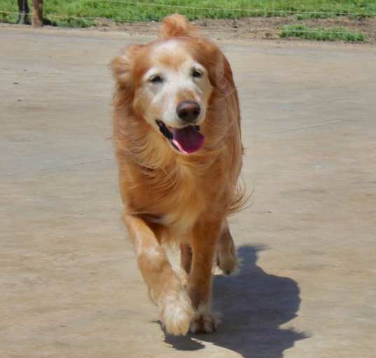 Photo of Lucy (temporary foster needed only, bonded to Jezebel)