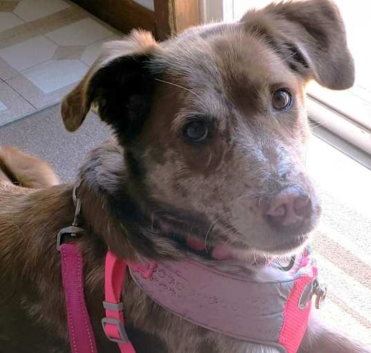 Photo of Cocoa