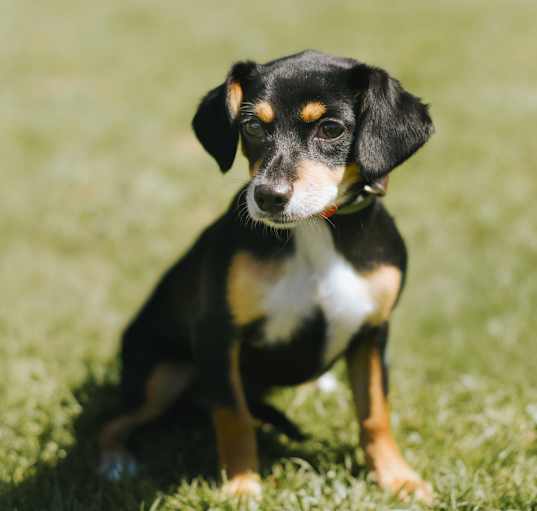 Photo of Pepper
