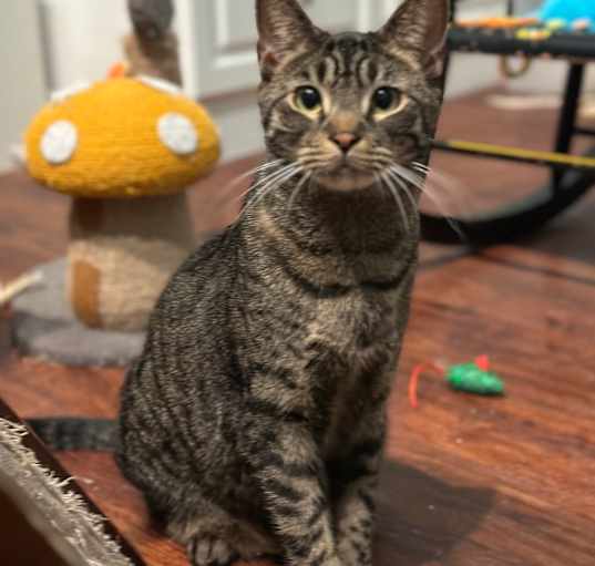 Photo of Azzaro (formerly Buster)