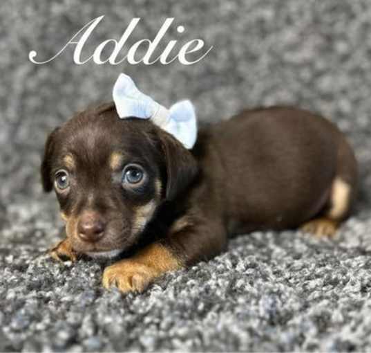 Photo of Addie - ADOPTION IN PROCESS