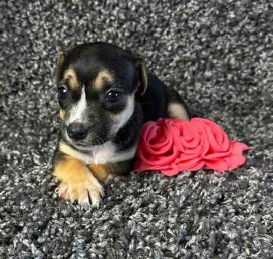 Photo of Alina - ADOPTION IN PROCESS