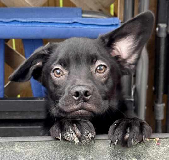 Photo of Kala