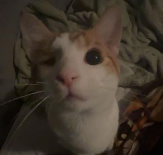 Photo of Anakin