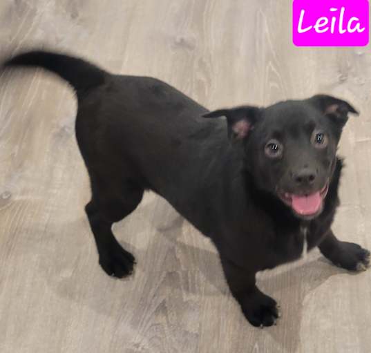 Photo of Leila