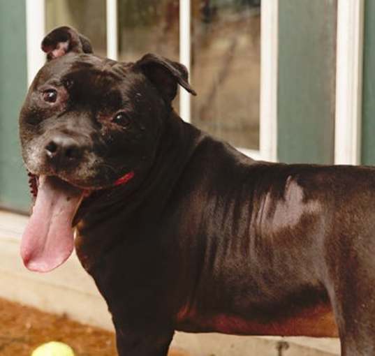 Photo of Puppy