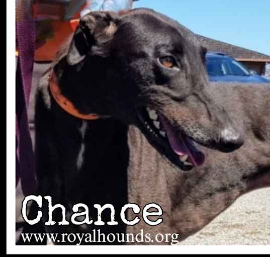 Photo of Chance