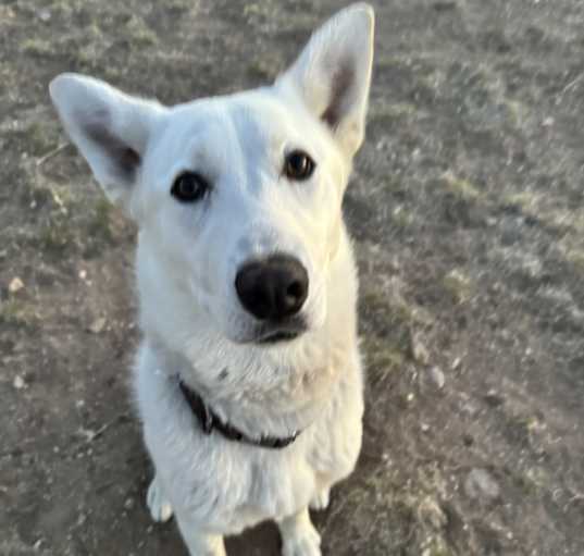 Photo of Rover