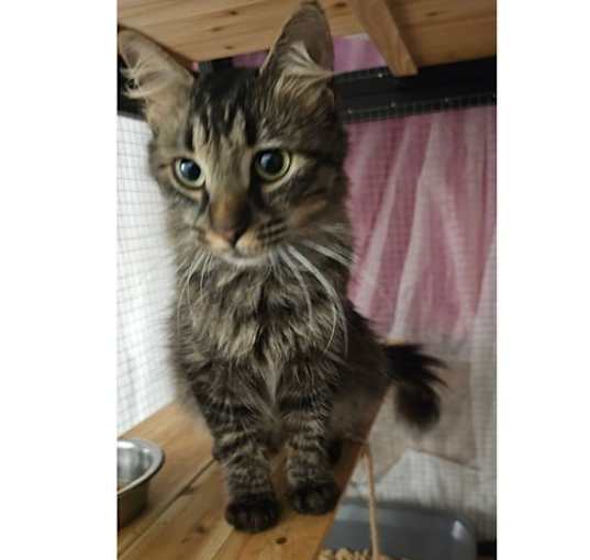 Photo of Fancy