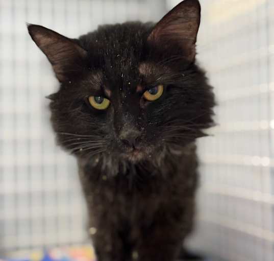 Photo of Chesser (At Petsmart-280)