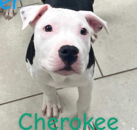 Photo of Cherokee