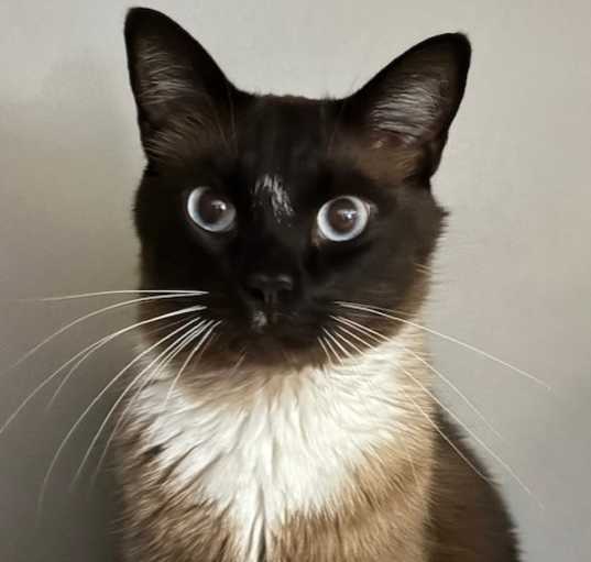 Photo of Mittens