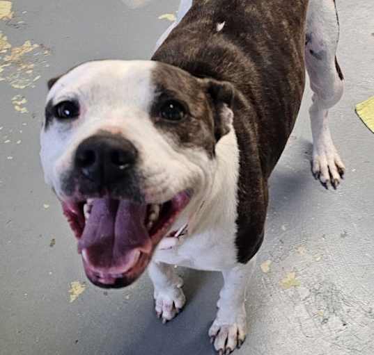 Photo of Daisy
