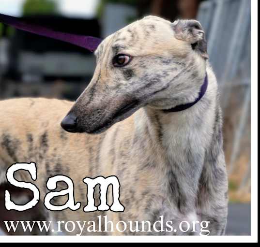 Photo of Sam