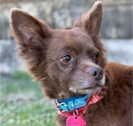 Photo of Cinnamon