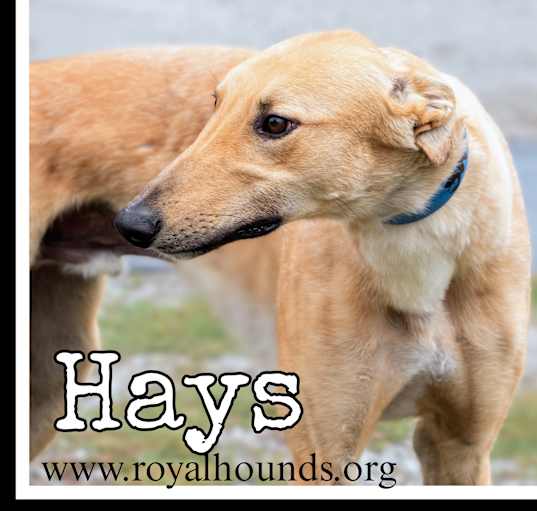 Photo of Hays
