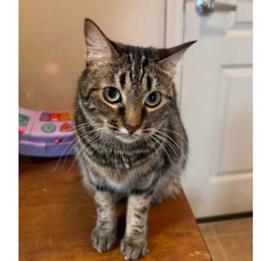 Photo of Boomer