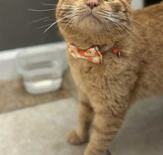 Photo of Orange Julius