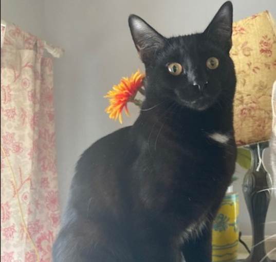 Photo of Black Jack