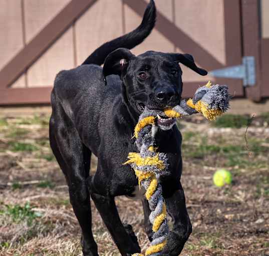 Photo of Apollo