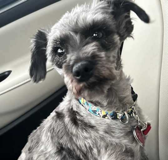 Photo of Skye