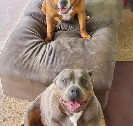 Photo of Boss and Junior