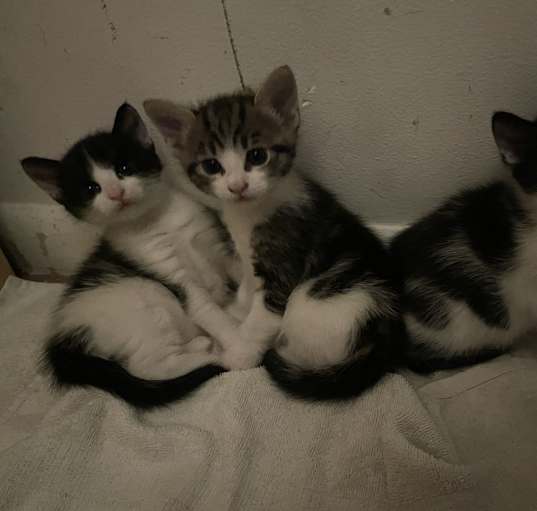 Photo of Echo, ashe, rebel