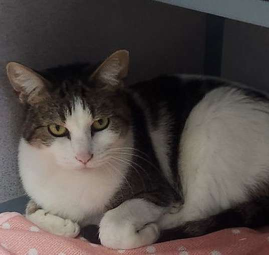 Photo of Boo
