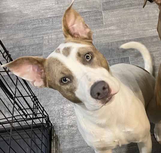 Photo of Shiloh