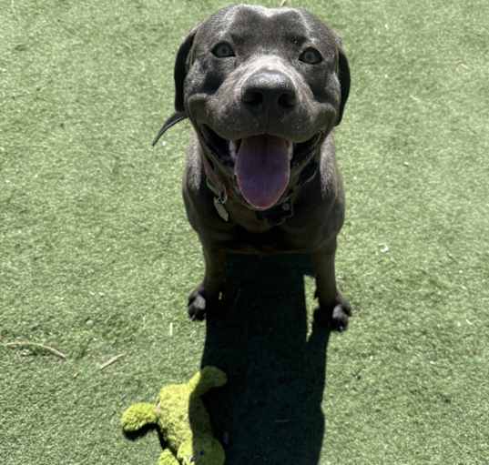 Photo of Rex