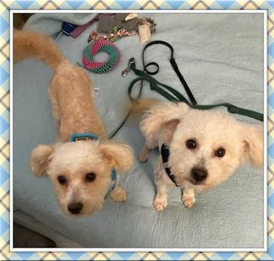 Photo of Bailey and Bentley - C.TX
