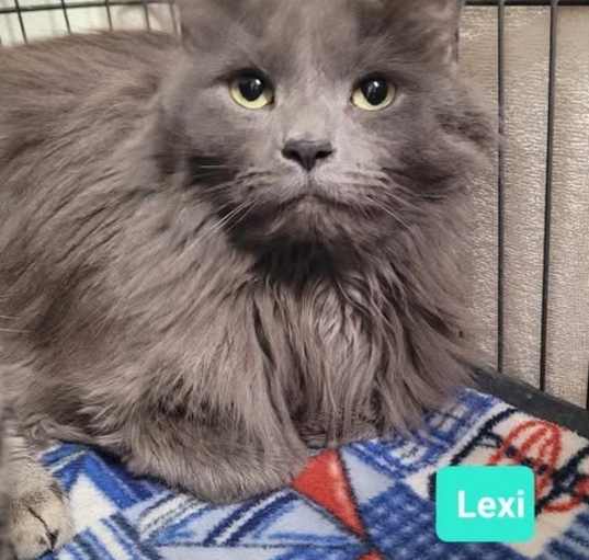 Photo of Lexi