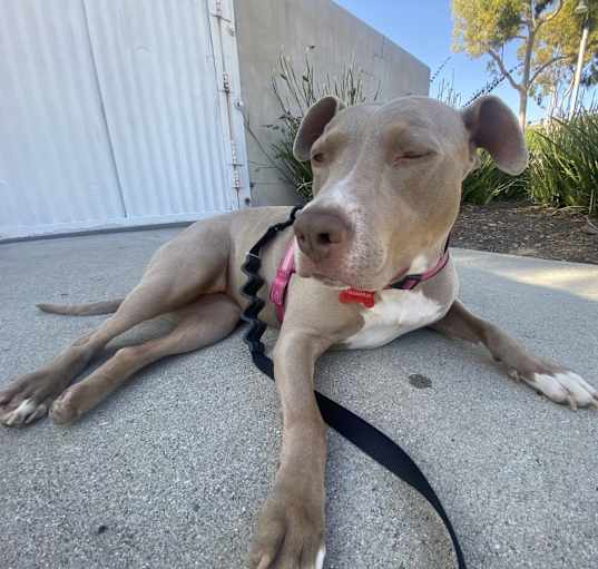 Photo of Luna
