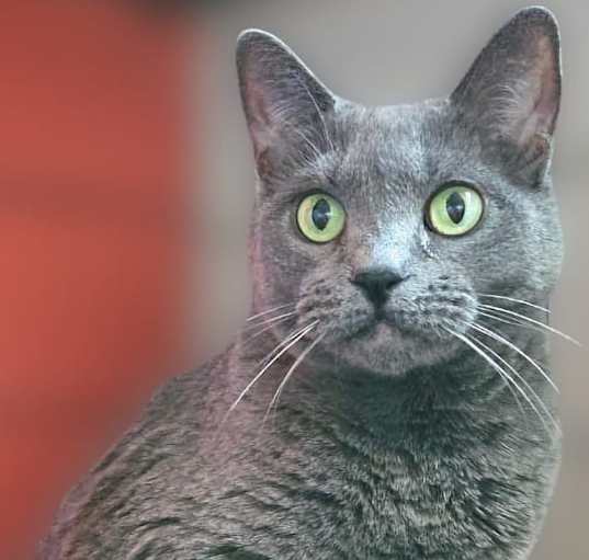 Photo of Jet